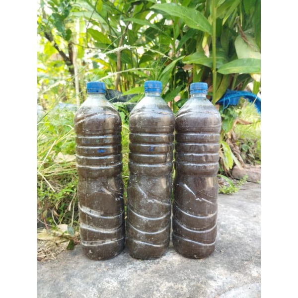 pupuk cair urine kelinci