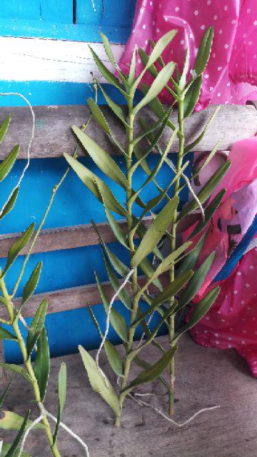 Anggrek Tanah Paket Hemat