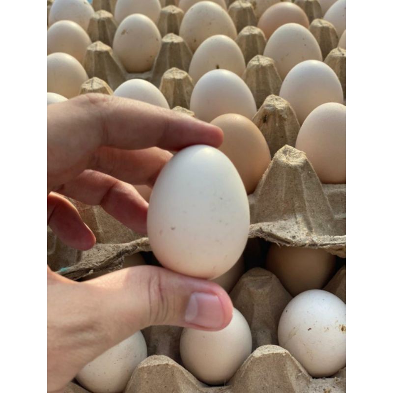 

TELUR AYAM KAMPUNG ISI 10 PREMIUM EGG BESTSELLER JAMIN ASLI ENAK BERKUALITAS BERGIZI
