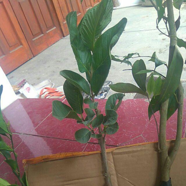 Bibit Jambu Kristal Merah