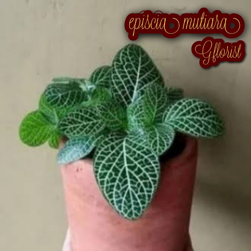 Episcia mutiara