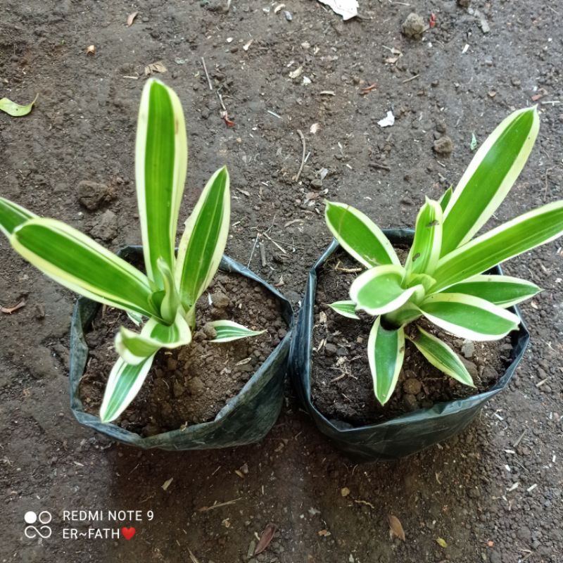 bromelia varigata (anakan)