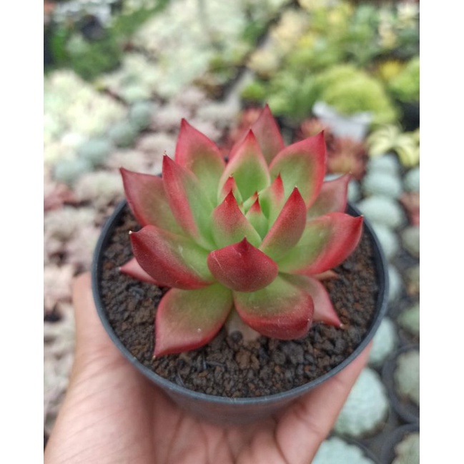 sekulen agavoides frank reinelt