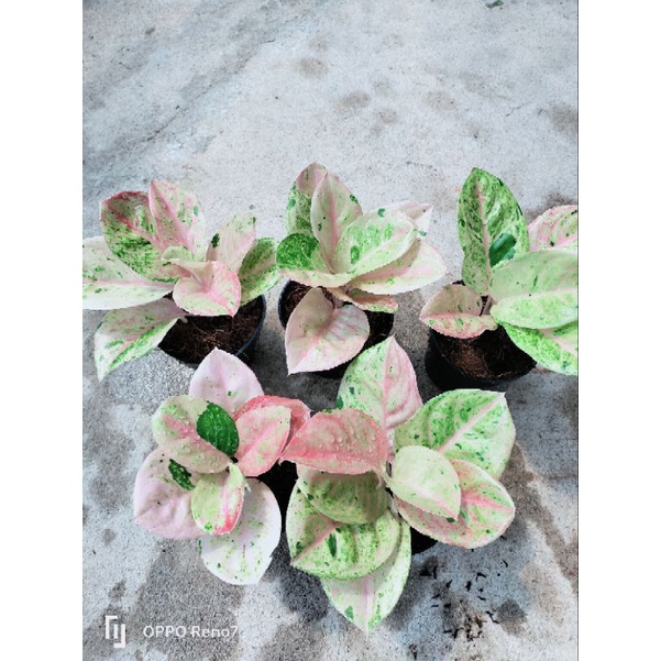 Bunga aglonema emerald mutasi