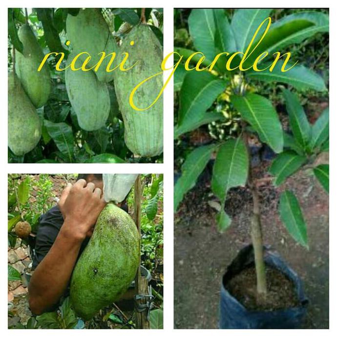*_$ bibit mangga mahatir r%
