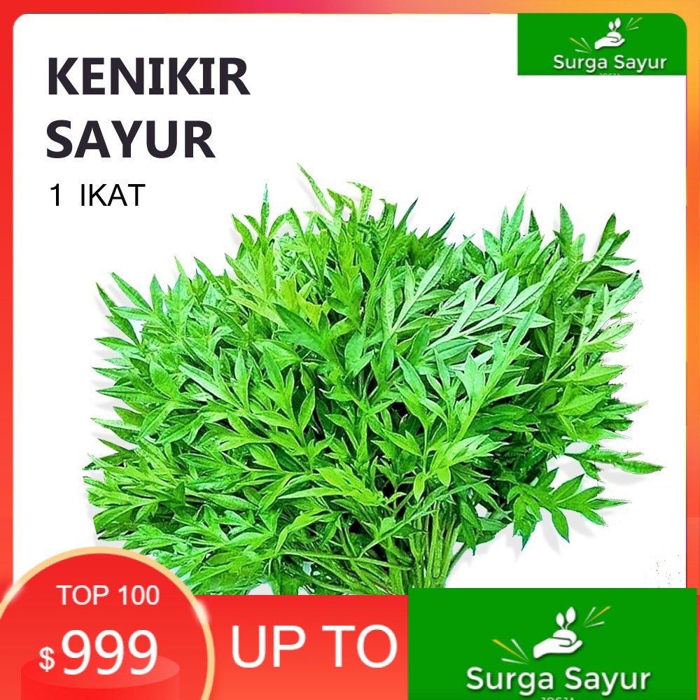 

SURGA SAYUR KENIKIR SAYUR - FRESH [1 Ikat] SEJABODETABEK BISA INSTANT MENGGUNAKAN GOSEND &GRAB.