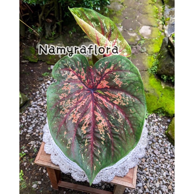 bibit bonggol caladium doreng