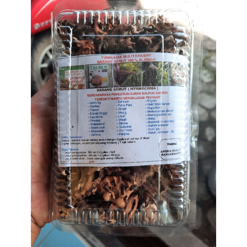 Jual Herbal | Sarang Semut | Tumbuhan Multi Khasiat | Sarang Semut 100%