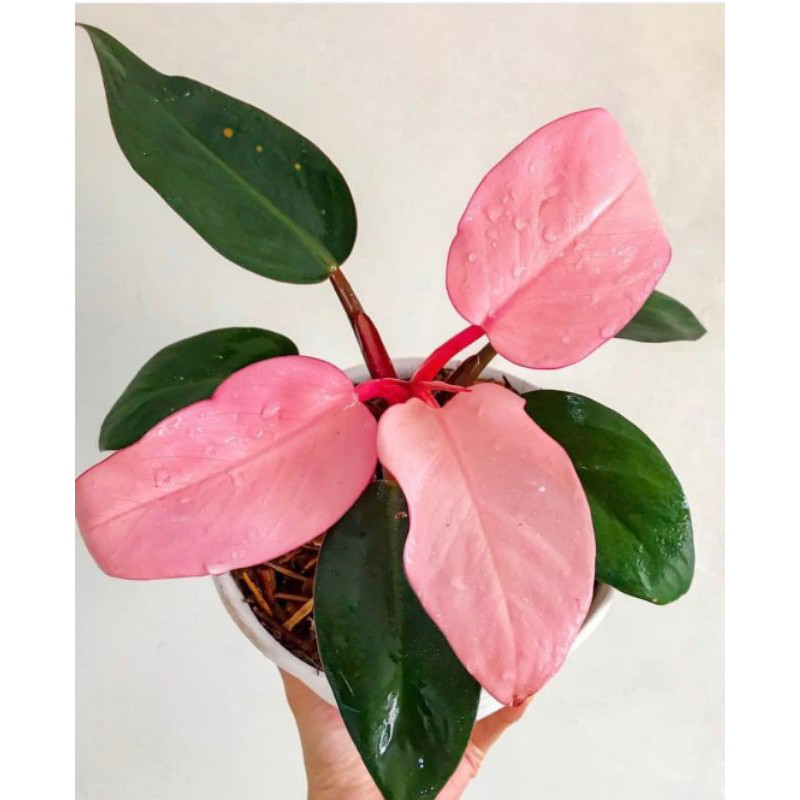  Tanaman hias philodendron pink  princes philodendron  pink  