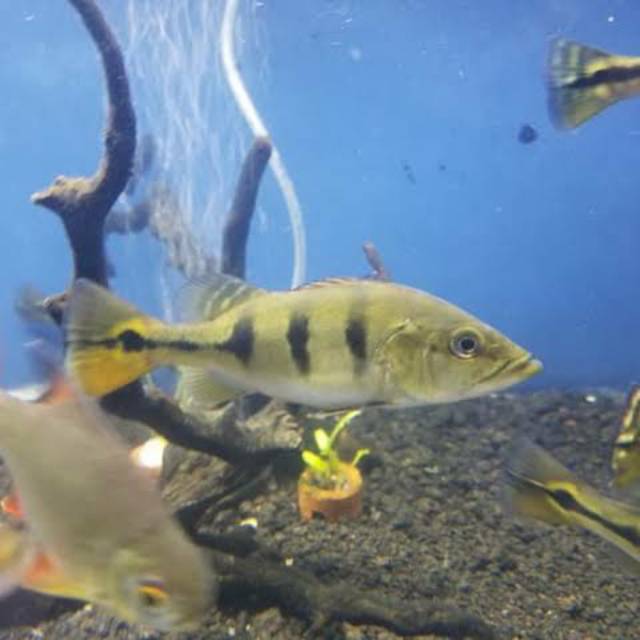 Ikan Peacock Bass monoculus 13 cm