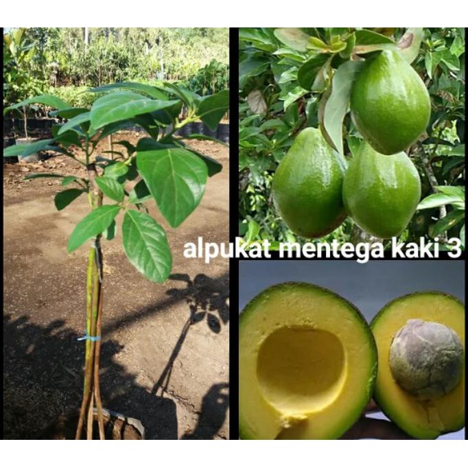 BIBIT TANAMAN BUAH ALPUKAT MENTEGA KAKI 3 BIBIT TANAMAN