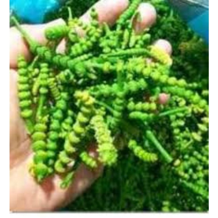 

kembang melinjo fresh