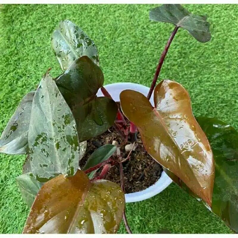 philo black cardinal