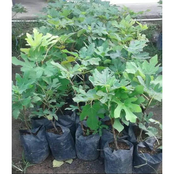 tin red israel bibit tanaman buah