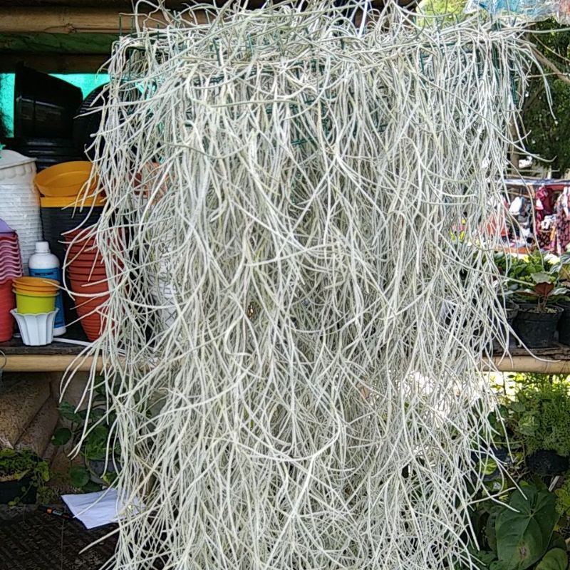 Tanaman hias jenggot dewa/jenggot musa