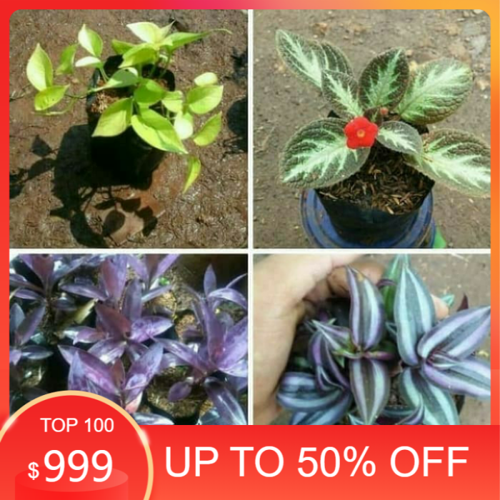 4 paket Tanaman hias hidup gantung - paket murah Tanaman hias gantung