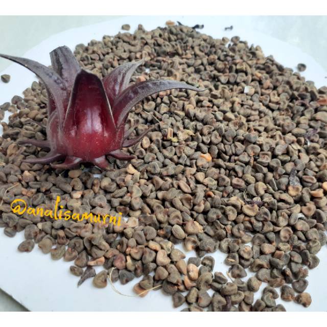 Jual 200 Biji Benih Rosella Ungu | Shopee Indonesia