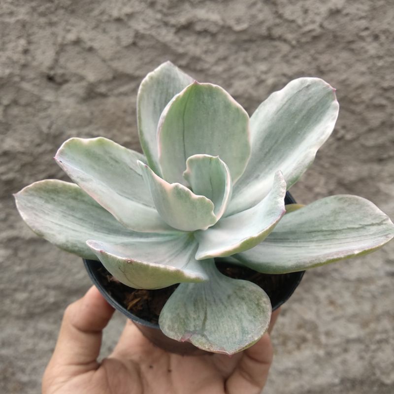 Echeveria Decora | D 10cm