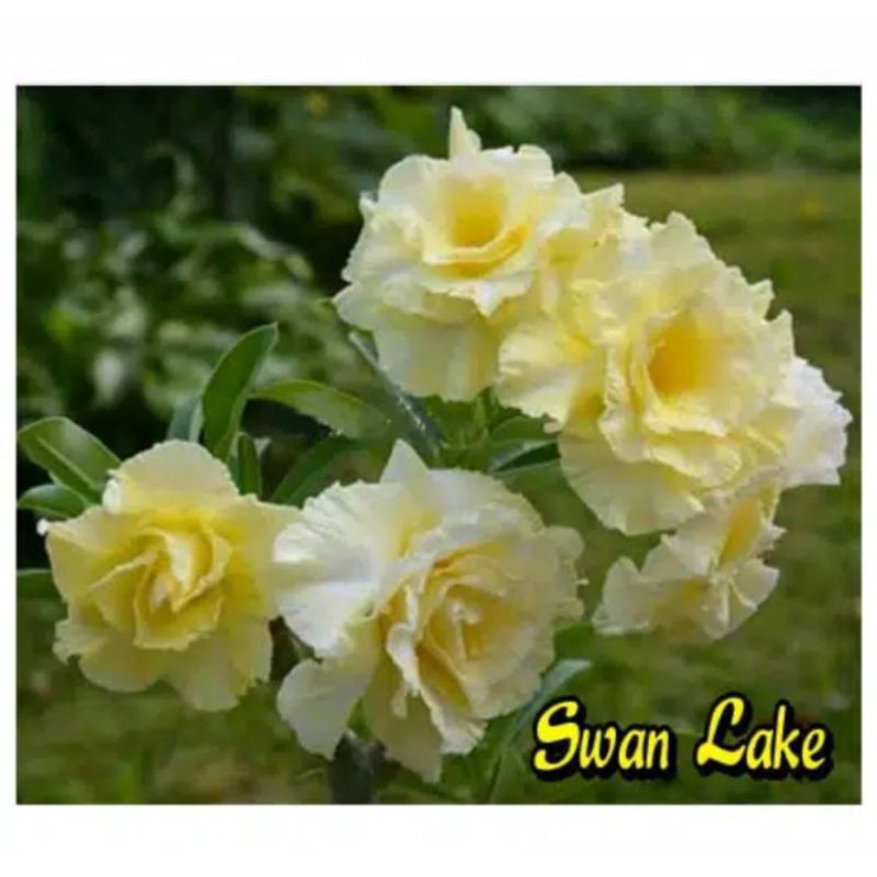 TANAMAN HIAS ADENIUM KAMBOJA JEPANG BUNGA TUMPUK//SWAN LAKE