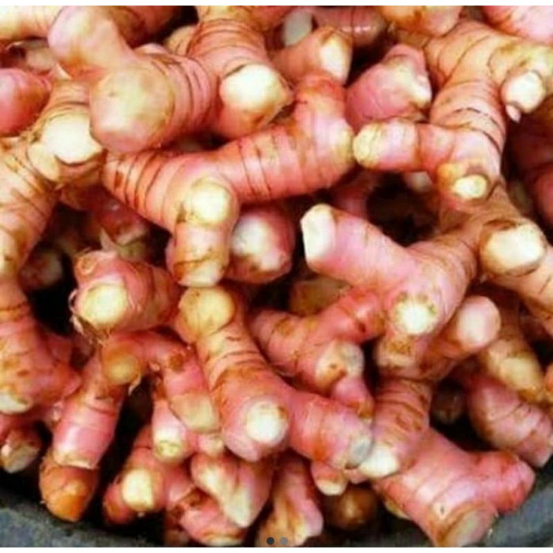 

Lengkuas segar Mantap