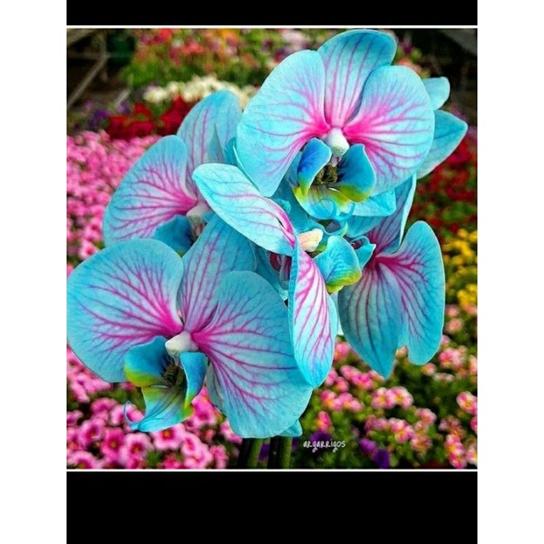 Anggrek Dendrobium Bunga Galaxy-Bunga Anggrek Dendrobium-Bunga Hidup Anggrek Dendrobium Galaxy