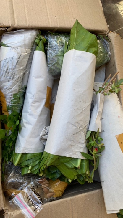 Daun Jeruk Purut Segar / Herbal / Bumbu Dapur 50gr.