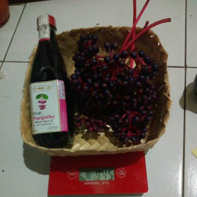 

COD-Paket promil murah buah parijoto segar dan sirup 500 parijotho muria penyubur kandungan