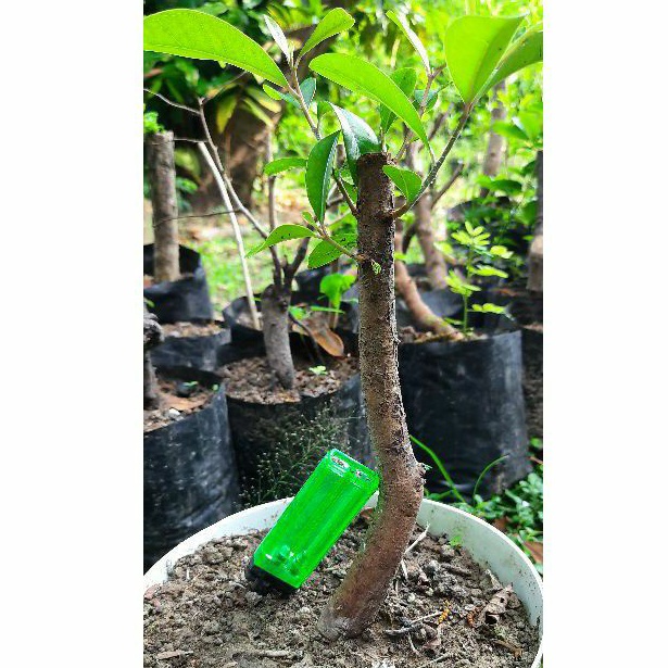 Bahan bonsai Duwet / jamblang / juwet REALPIC