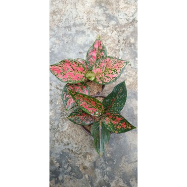 paket aglonema menor lokal dut anjamani dan red venus