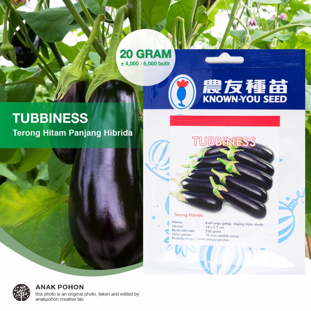 (1 PACK - 20 GRAM) Benih Terong Tubbiness F1 Hibrida Terong Hitam Panjang Seeds - Known You Seed KYS