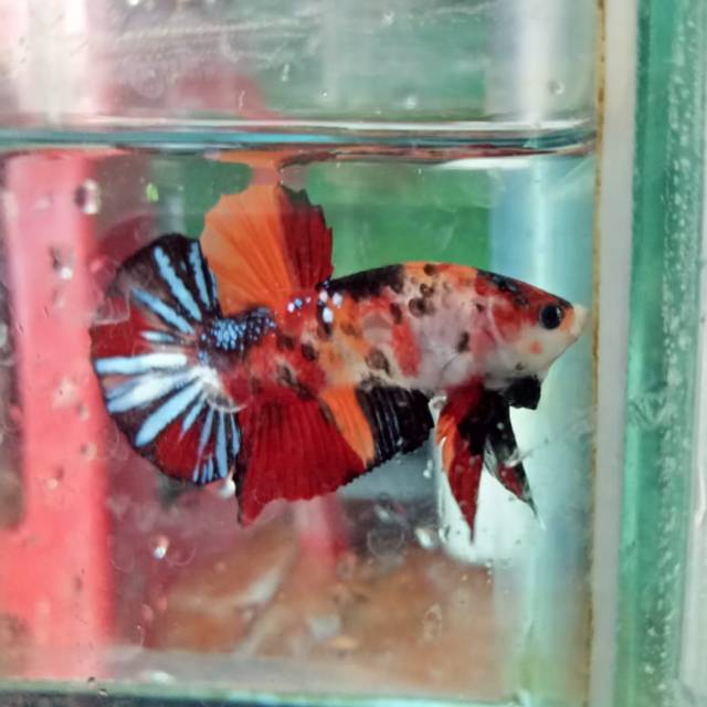 Ikan Cupang Plakat Nemo