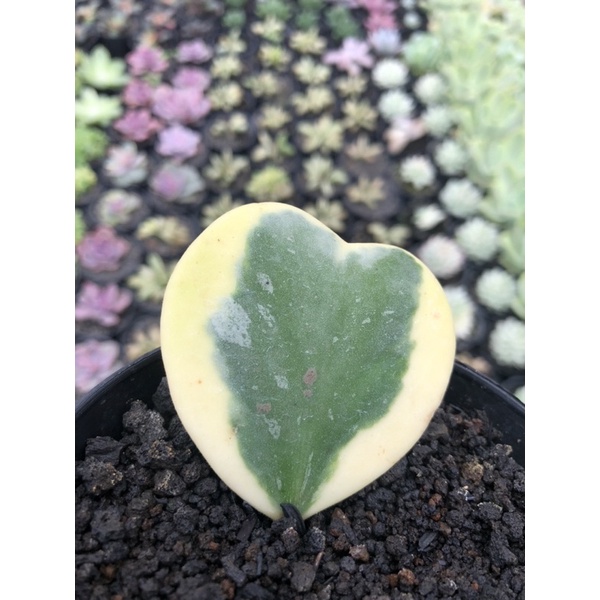 hoya kerrii variegata