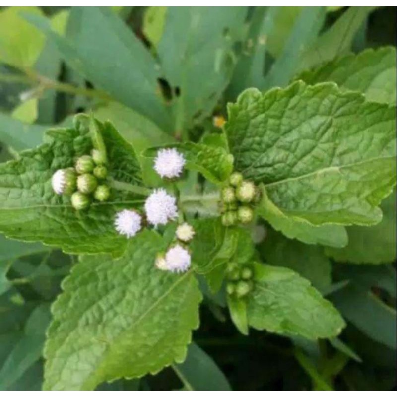 

daun bandotan segar Tanpa akar daun babadotan herbal (1 kg)