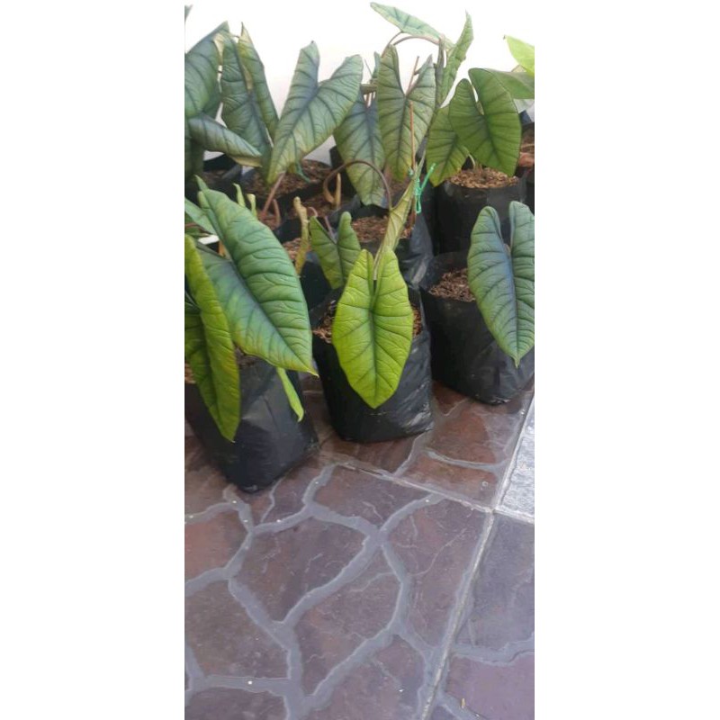 Alocasia Bisma