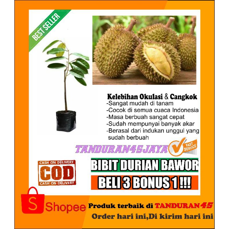 bibit tanaman buah durian bawor/bibit durian bawor tinggi 1 meter