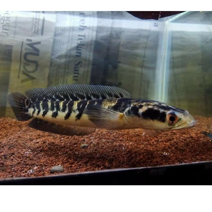 Menarik.. Chana Yellow sentarum size 20sampai25cm bakat bagus