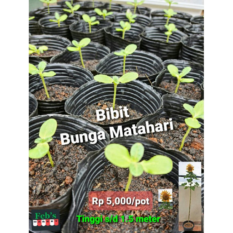 Membuka Matahari di Halaman Rumah Anda: Panduan Lengkap Membeli Bibit Bunga Matahari Online