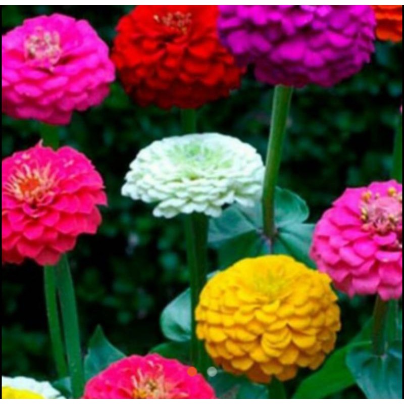 Benih Bunga Zinnia Liliput Mixed Campur Warna