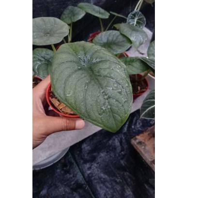 Paling Sesuai.. Alocasia Melo Badak Rhino Skin