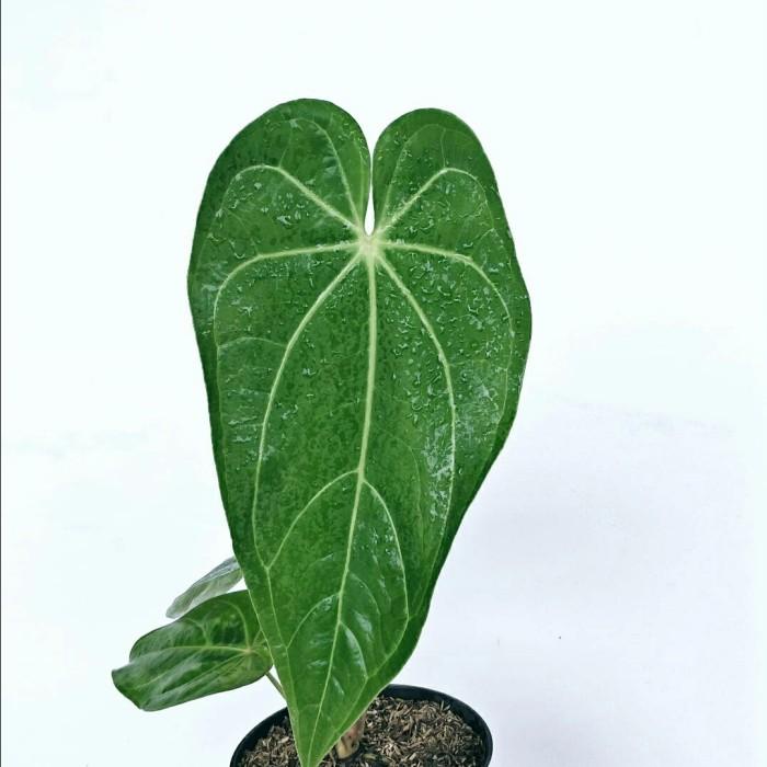 Anthurium Magnificum Verde