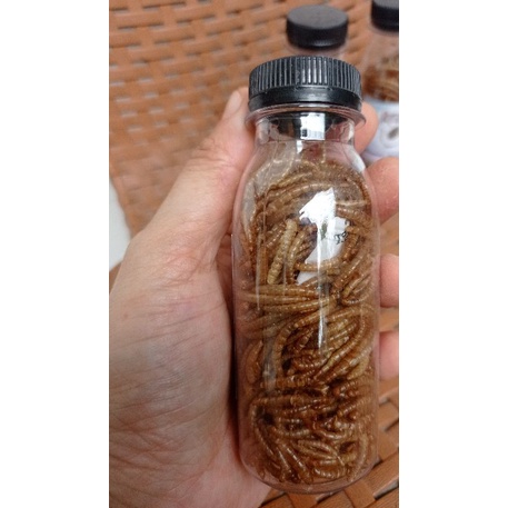 Mealworm ulat kering kemasan botol