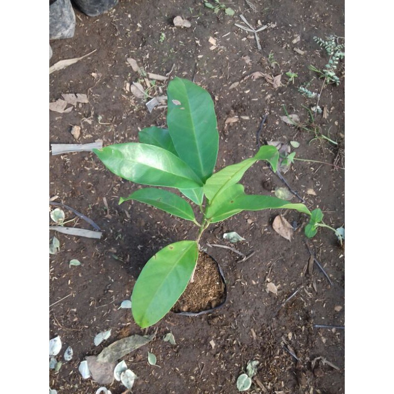 Pohon Huni Pohon Buni Pohon Manghuni Bibit Huni Bibit Buni Bibit Manghuni