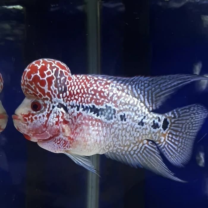 (INSTANT BANDUNG) IKAN HIAS LOUHAN SUPER RED MAGMA SRM FLOWERHORN AIR TAWAR AQUARIUM