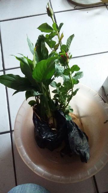Tanaman Hias Bunga Mawar Floribunda ( Mawar Jepang )