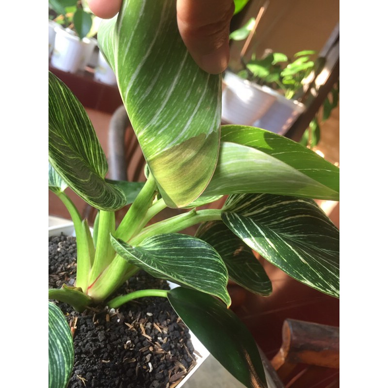 philodendron birkin variegata