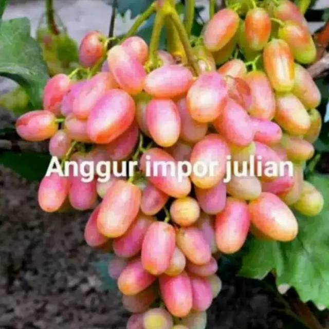 Bibit anggur import julian
