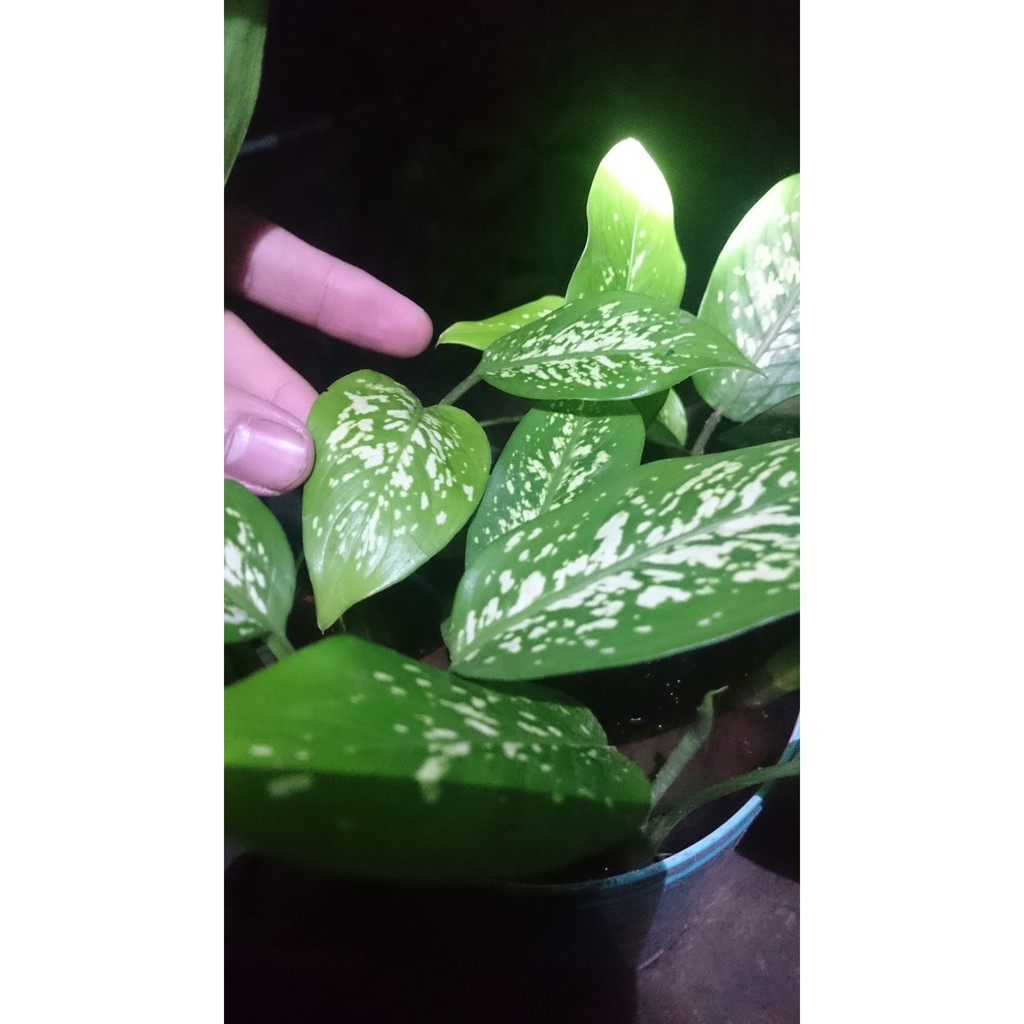 Aglonema Blanceng Sri Rejeki Tabur Beras Wutah Tumpah & Daun Bahagia