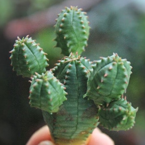 Sukulen Euphorbia Pseudoglubosa Glubosa / False obessa