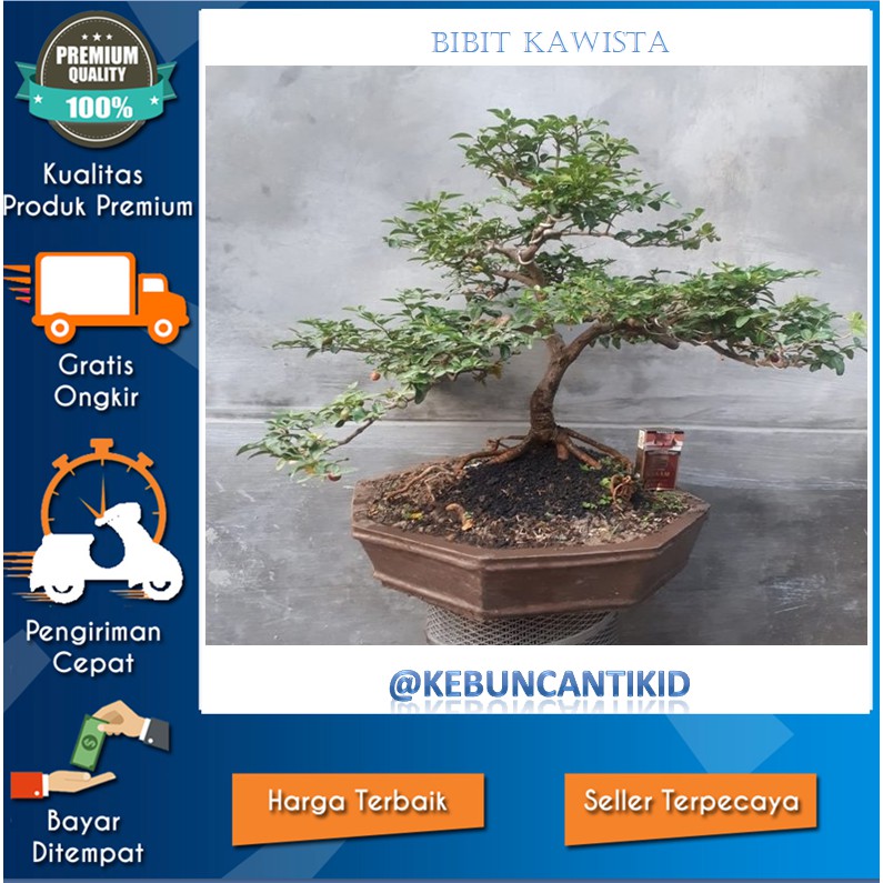 COD Bibit Tanaman Kawista Bahan Bonsai Asli