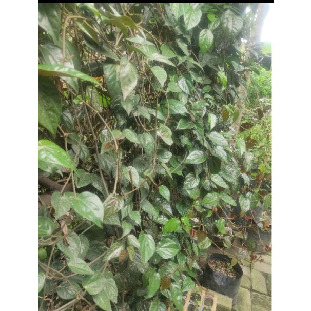 DAUN SIRIH MERAH ASLI (READY)